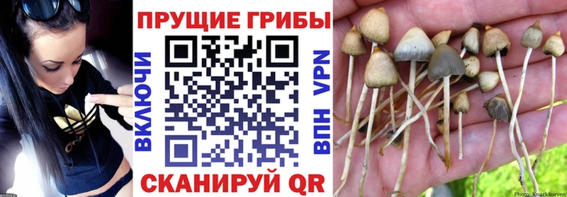 Купить  Кировград  Псилоцибиновые грибы мицелий 